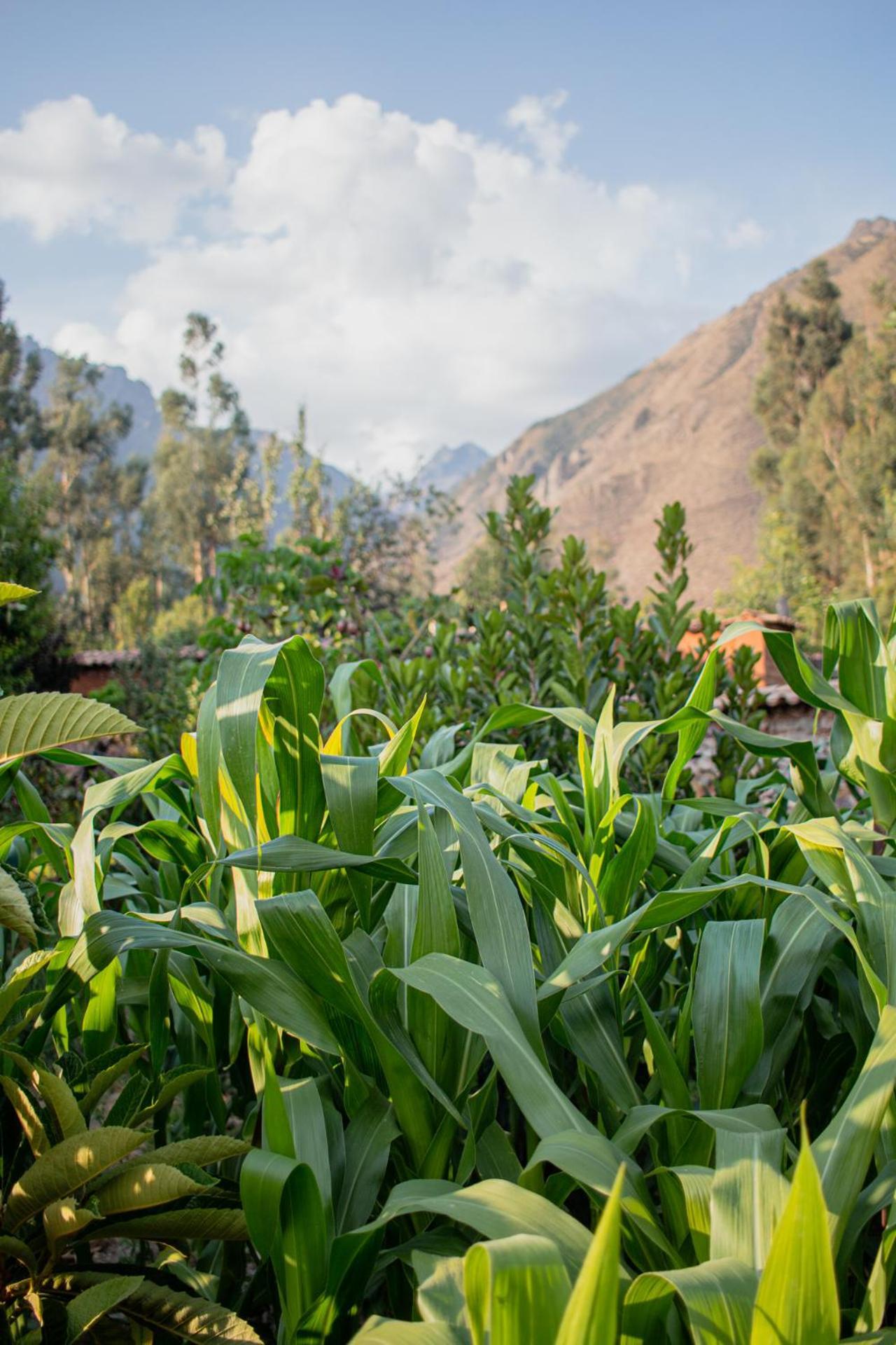 Allin Illary Eco Hospedaje Urubamba Exteriér fotografie